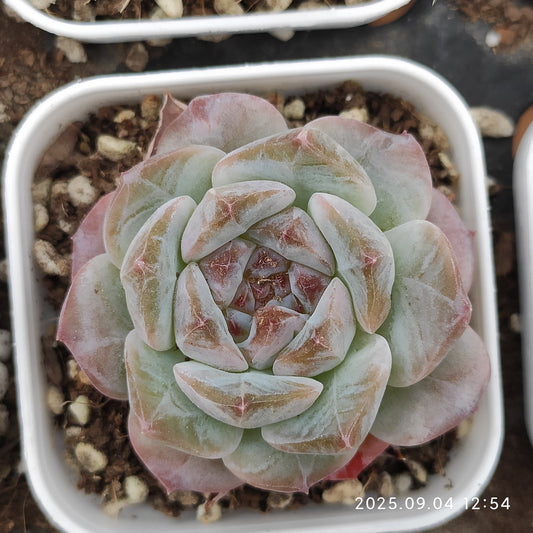 MMY1000 アイススピリット（5.5cm pot）
