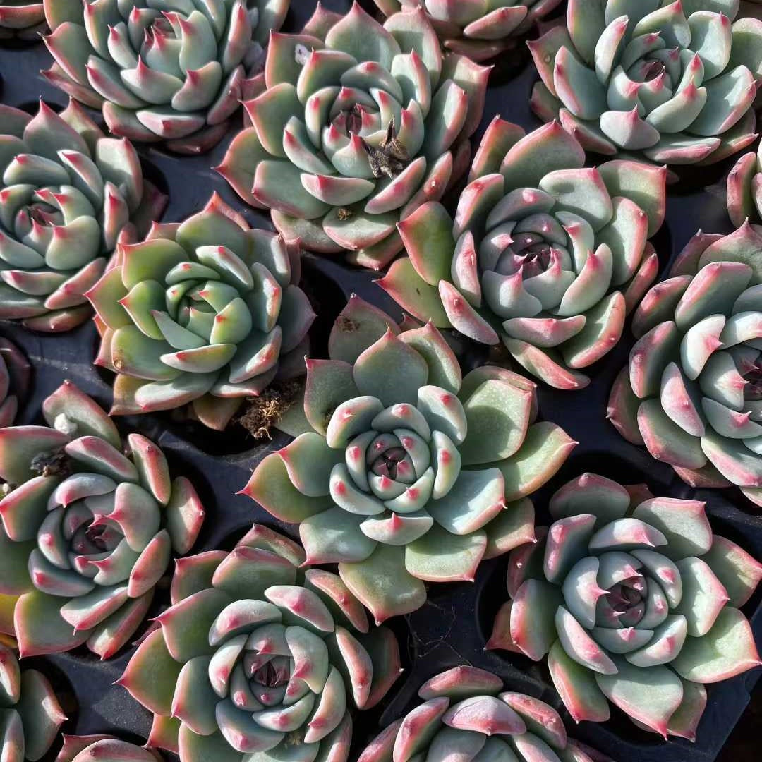 プラグトレー苗 20260326 – Top Succulent®