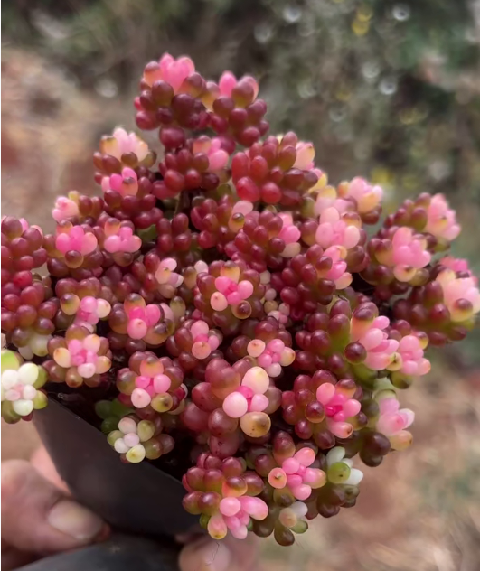 26475 ベリー薬錦