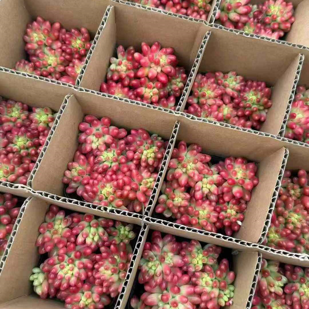 23400 クラウセン錦