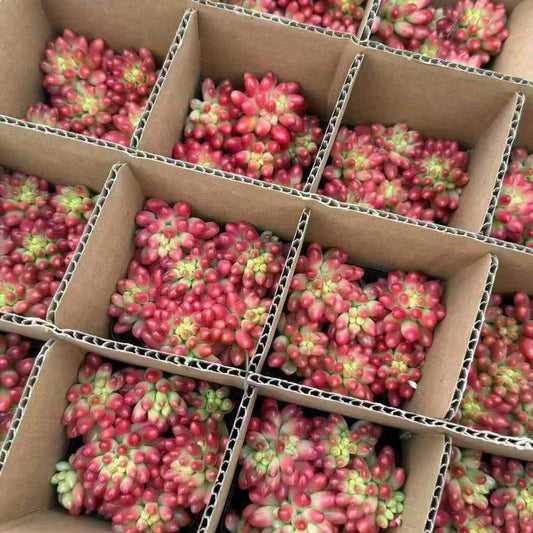 23400 クラウセン錦