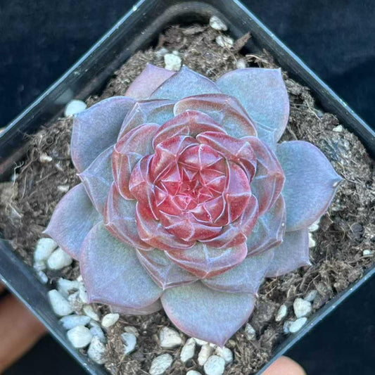 BL2017 クリスタル レイク（7cm pot）