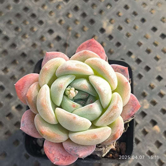 GR381 ドリームシャドウ（6.5 cm pot）