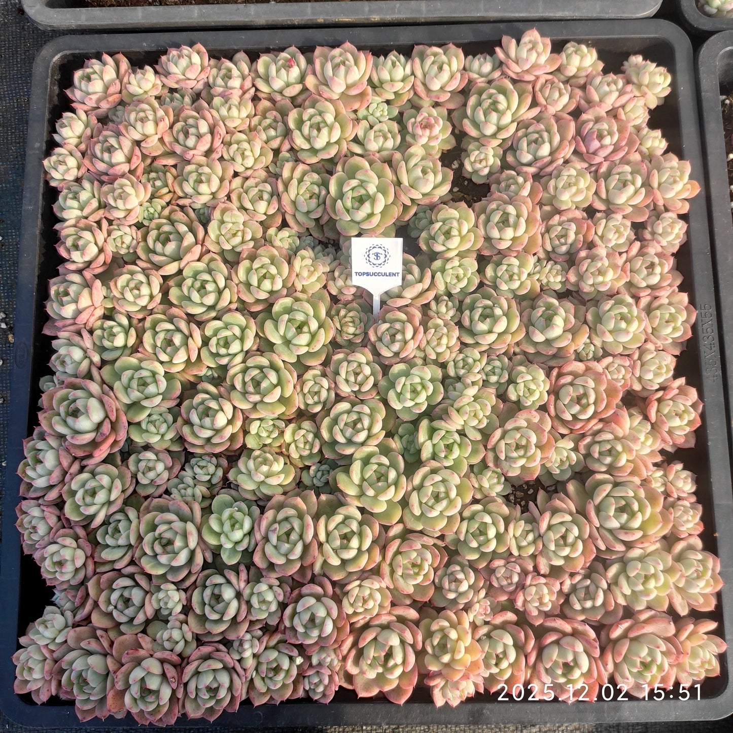 23043 エリーエルHyb（ポット苗）