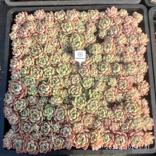 23043 エリーエルHyb（5cm pot）（ポット苗）