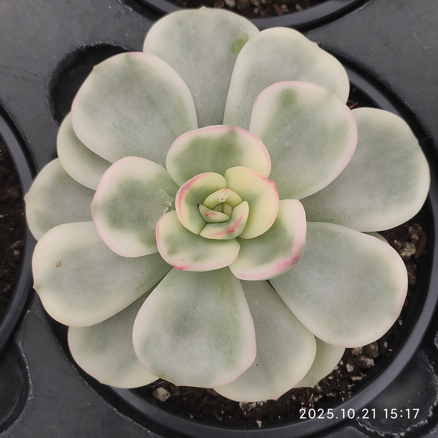 MMY1380 フレンドシップ錦（9cm pot）