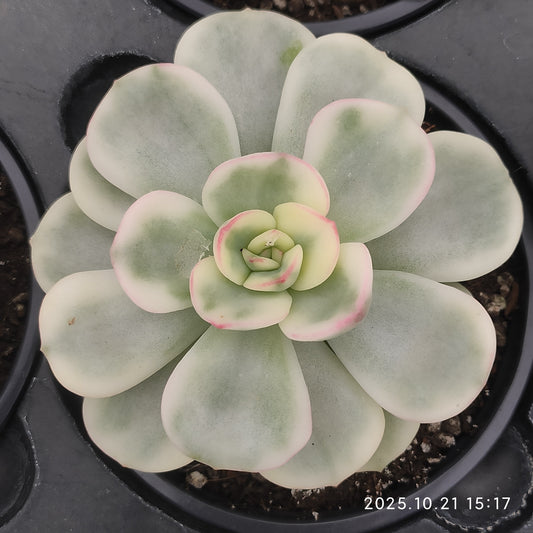 MMY1380 フレンドシップ錦（9cm pot）