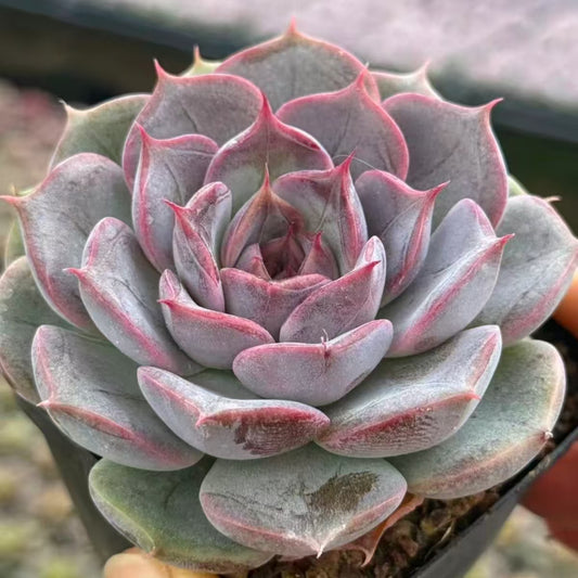 QNY148 パリ　ポウエット（7cm pot）