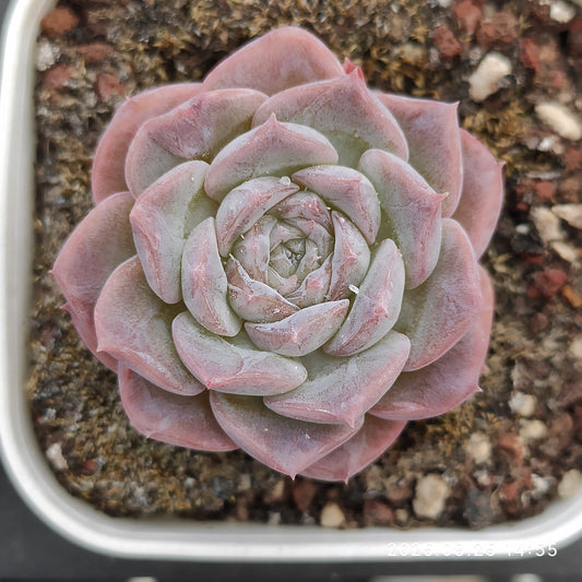 WWA338 ピュアラブ （7cm pot）