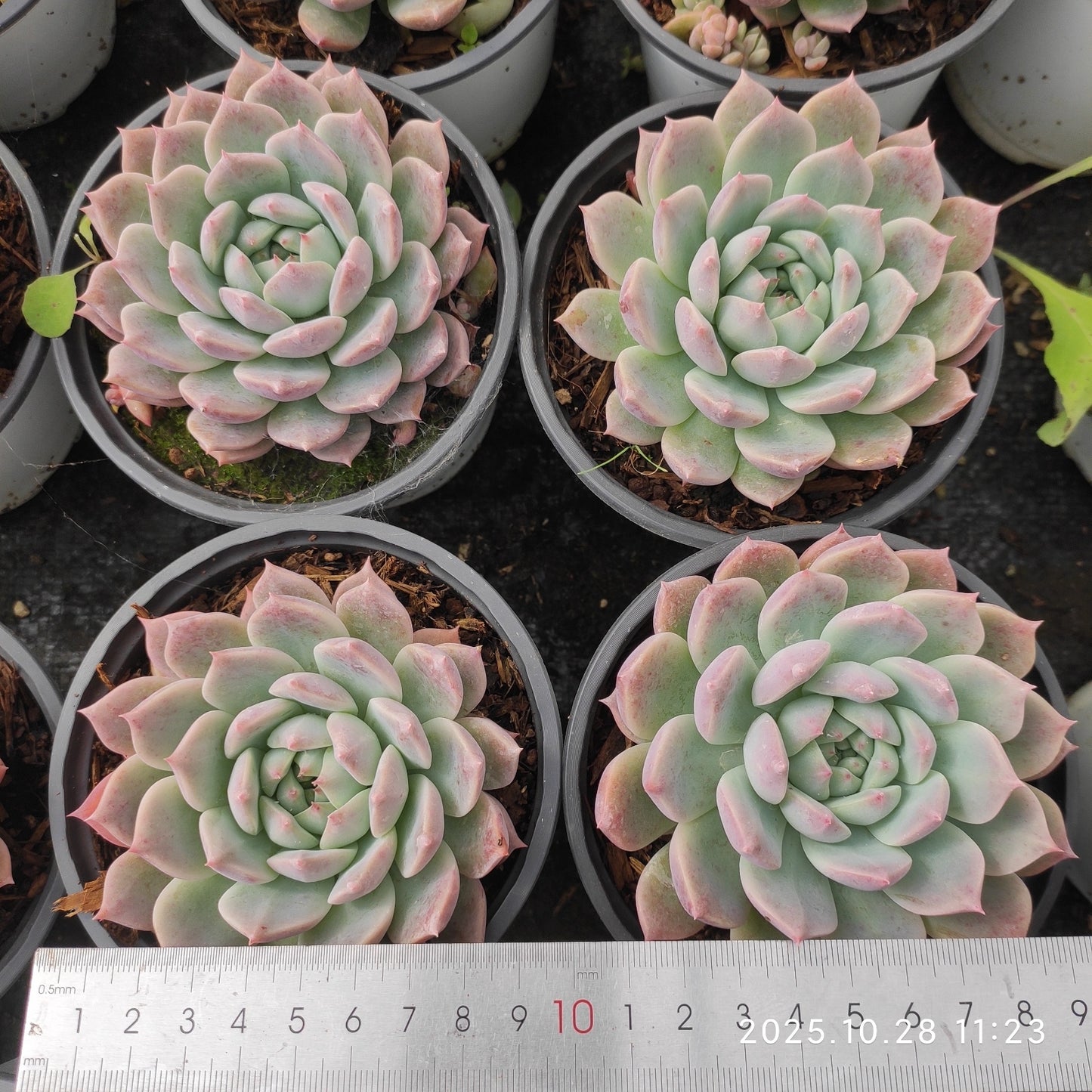 DQ187 ホワイトデュース（12cm pot）