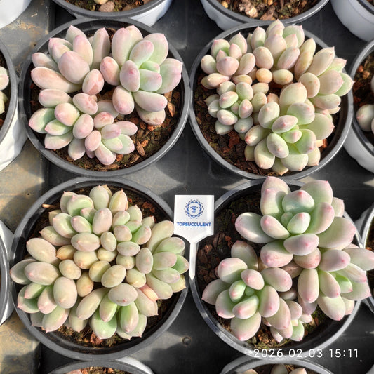 25700 パウダー スノーボール