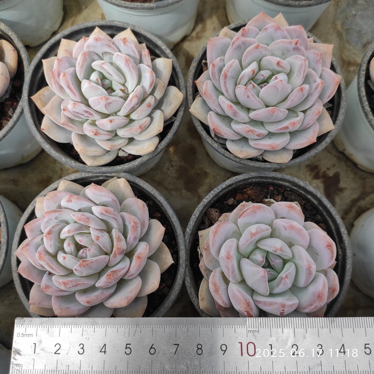 LXX005 モンロー（9cm pot）