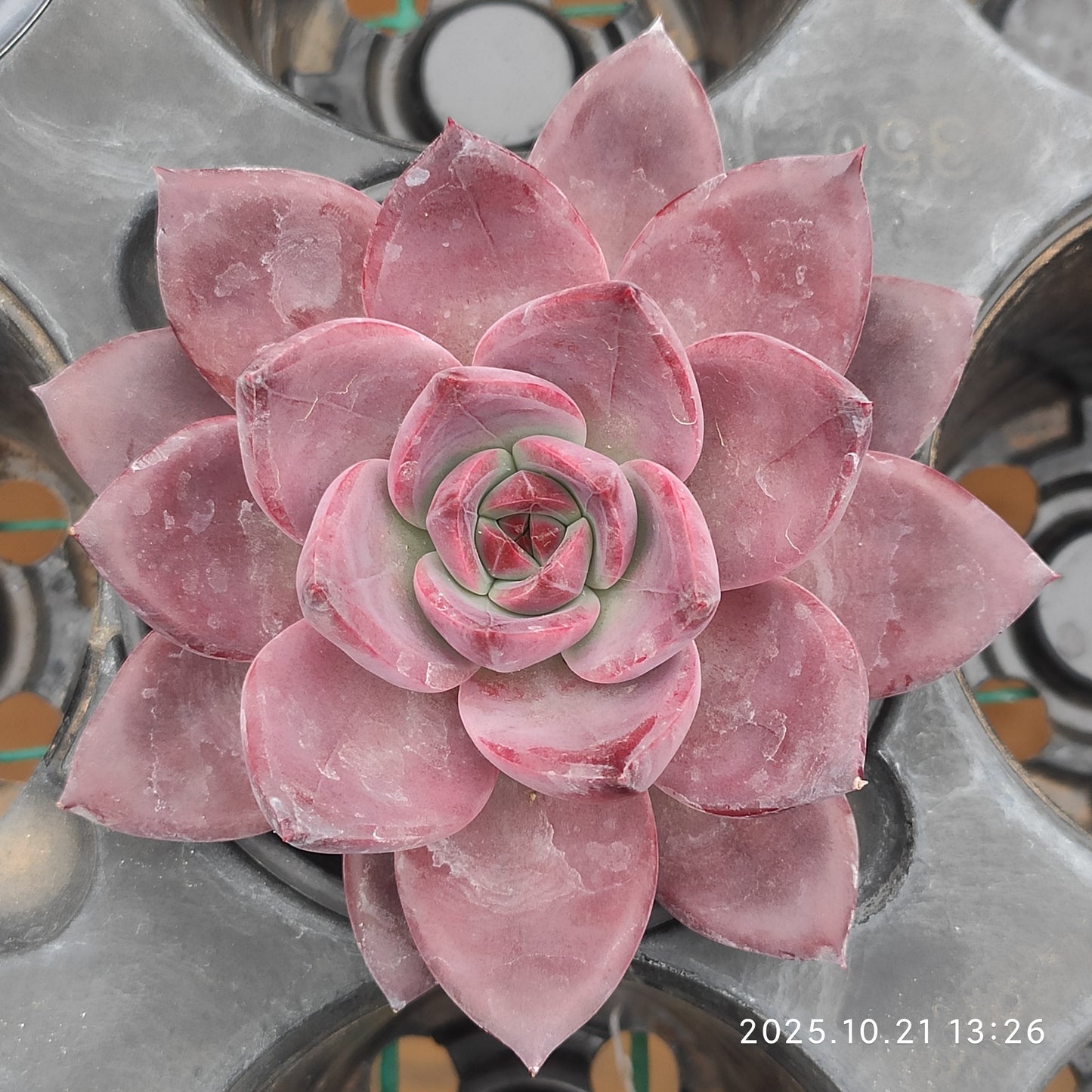 MMY1339 ブラウン　シュガー　カード（9cm pot）