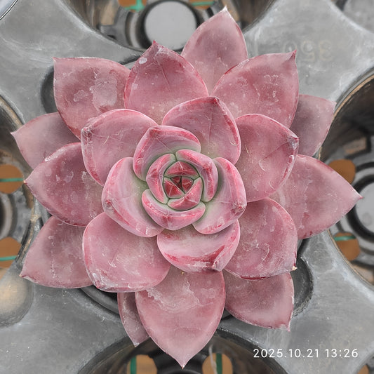 MMY1339 ブラウン　シュガー　カード（9cm pot）