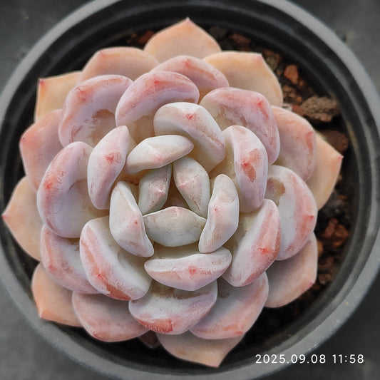 LXX005 オレンジモンロー（9cm pot）