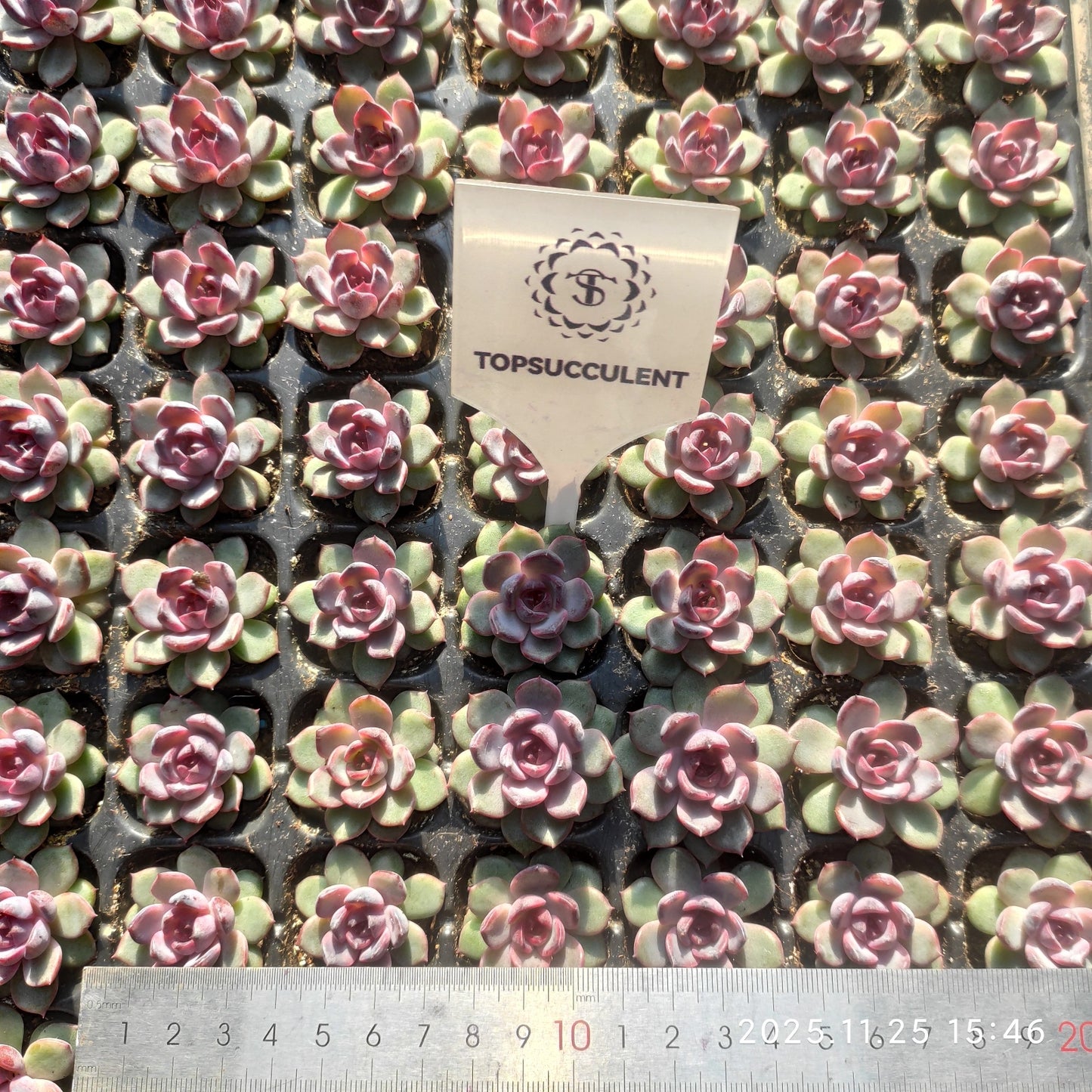 220691 チーズブルーベリー（3cm pot）（ポット苗）