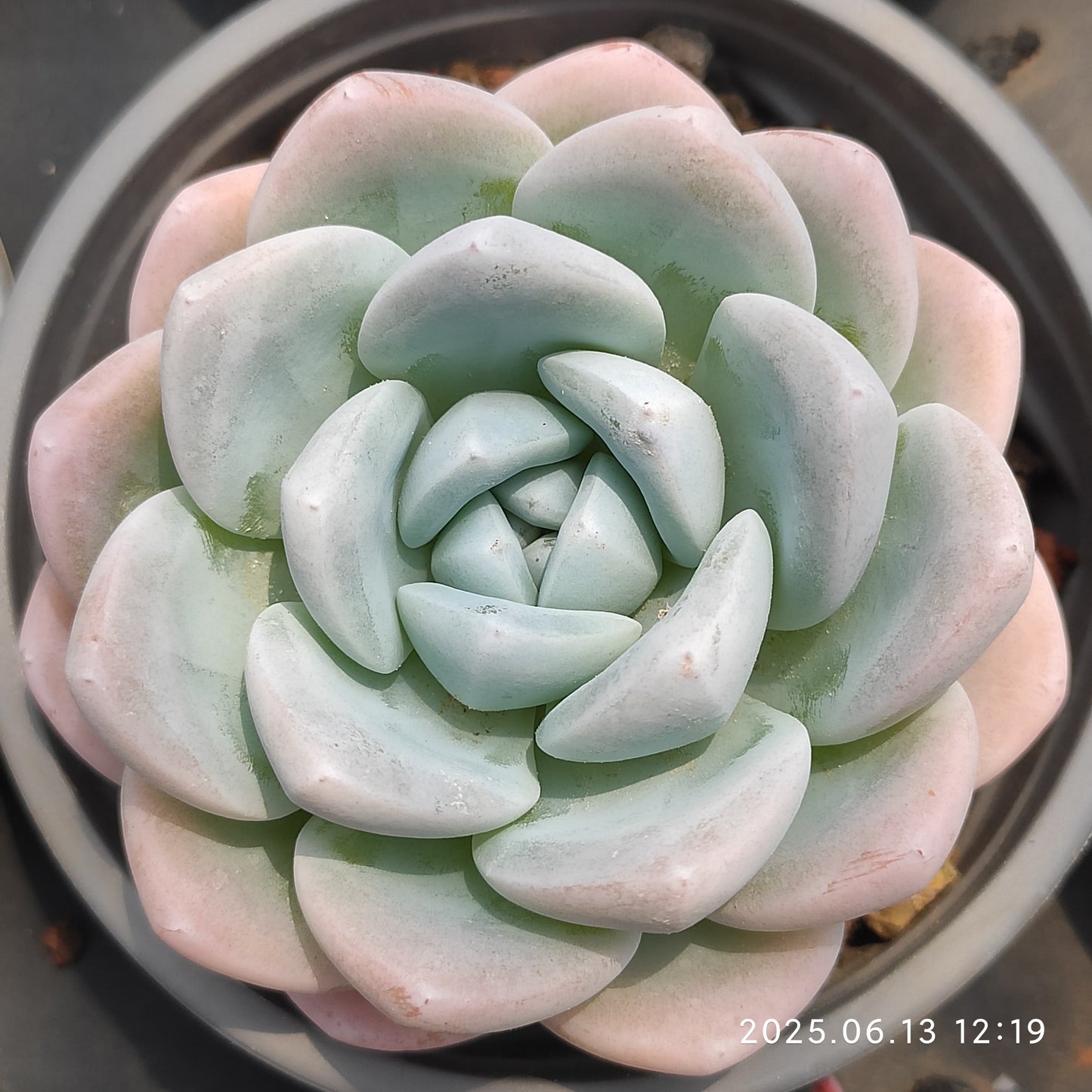 NGN536 ジェイドバタフライ （9cm pot）
