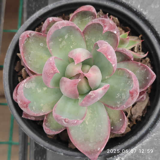 MMY695 カシオ（9cm pot）