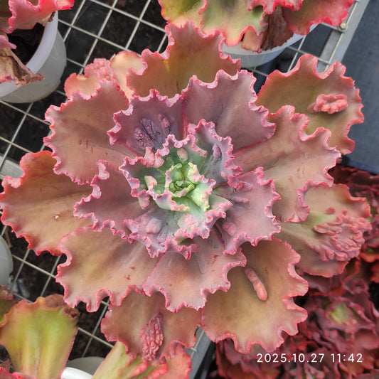 ZAJ063 カーニバル（18cm pot）