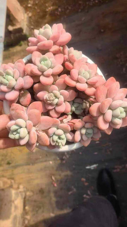 26566 レジェンド