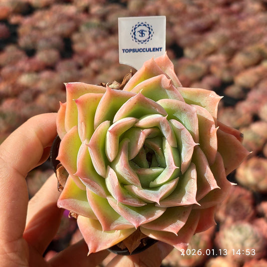 24676 シム　グロウ