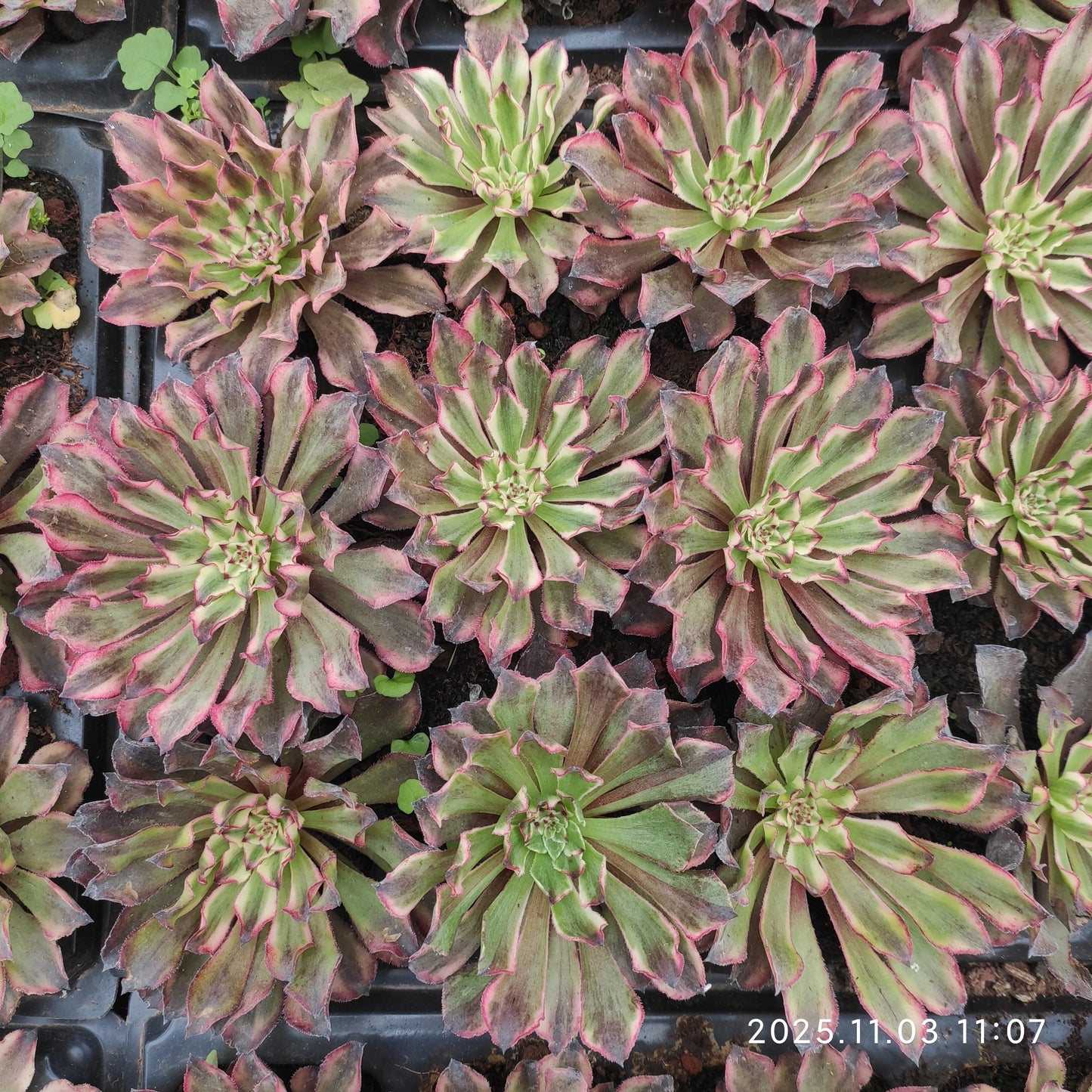 14796 アエオニウム　イモータルインク（9cm pot）