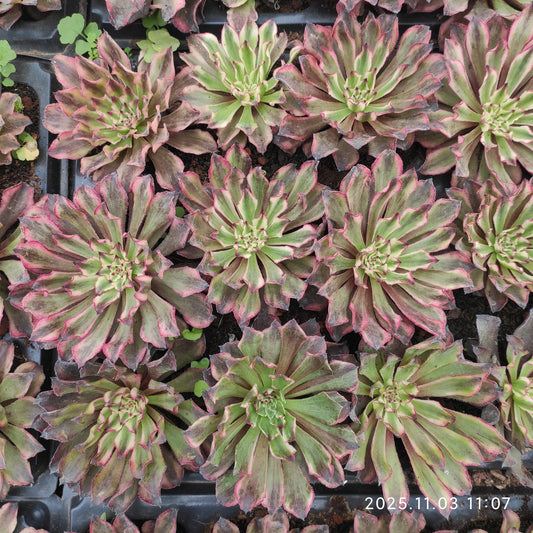 14796 アエオニウム　イモータルインク（9cm pot）