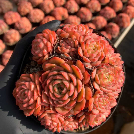 26221 ベービー・サプライズ