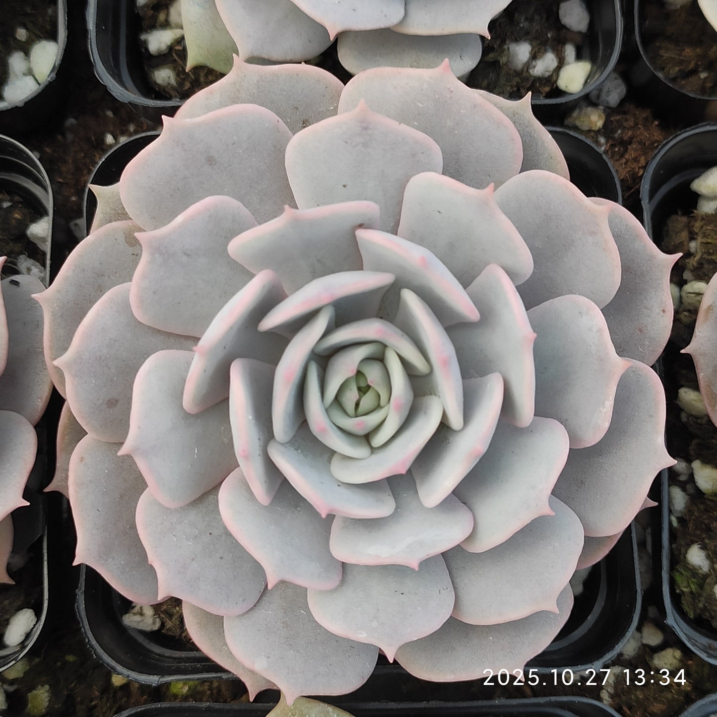 HG120 ピンクバタフライ（7cm pot）