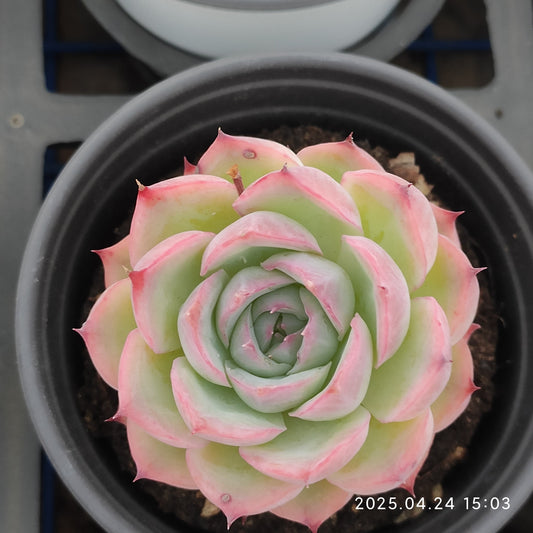 HWQ089 シルエット（9cm pot）