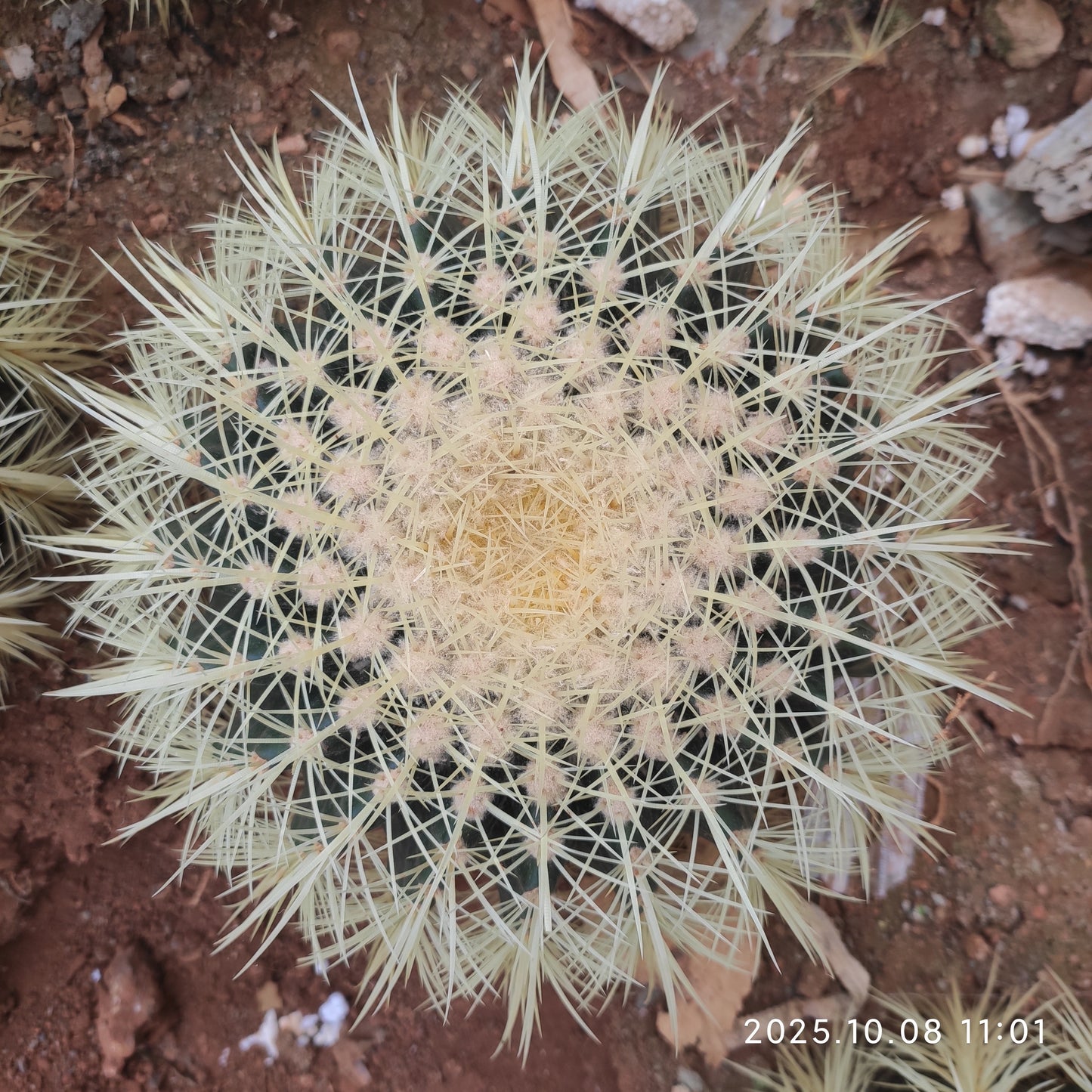 DMC054 金鯱（20cm pot）