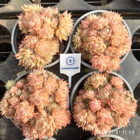 18286 ワイト　ソーダー x マルギャン