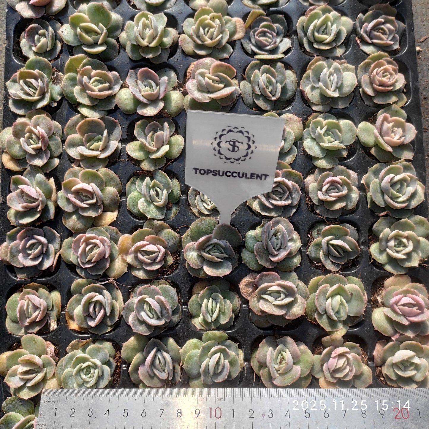 220661 ブルーサプライズ（3cm pot）（ポット苗）