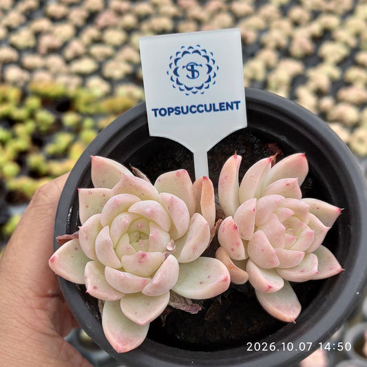 360537 レッドベルベット