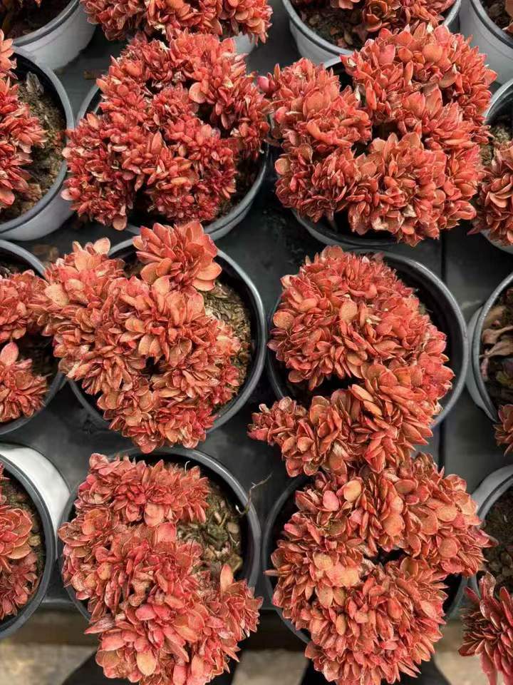 263911 キャンディー綴化