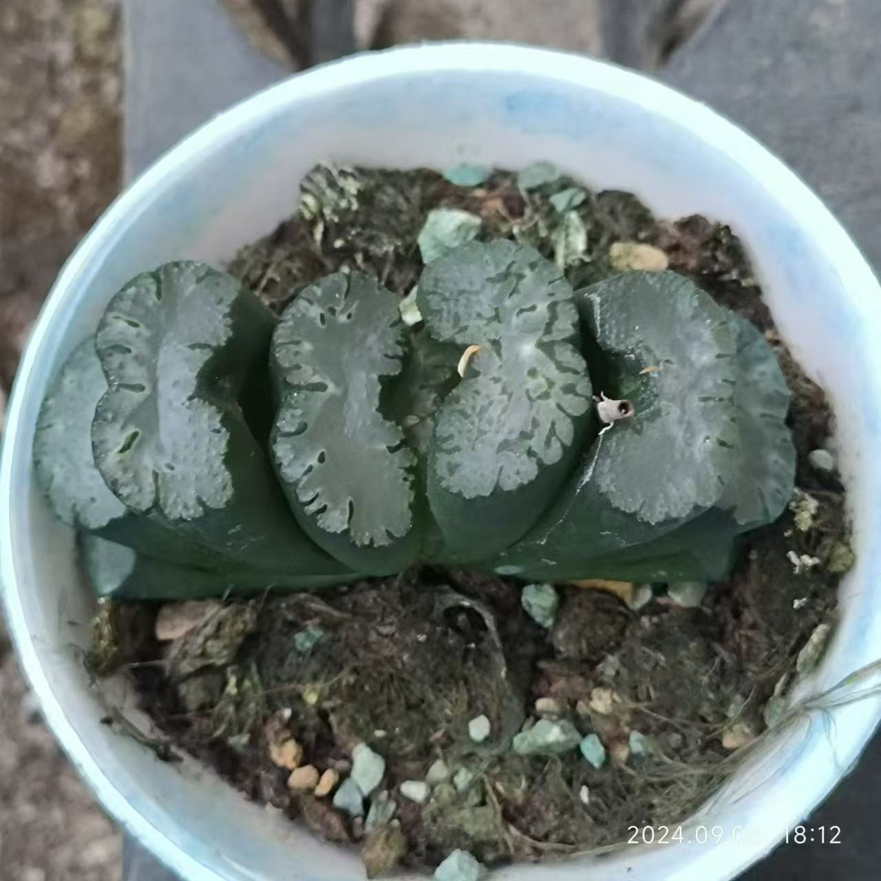 13217 富嶽 フガク