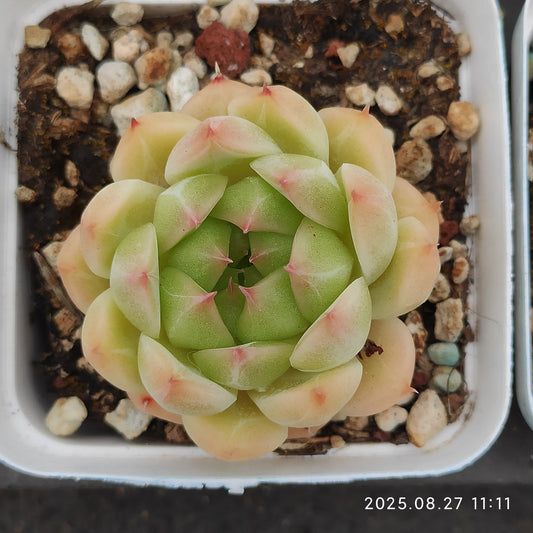 XQ1409 ゴールデン　アイ（7cm pot）