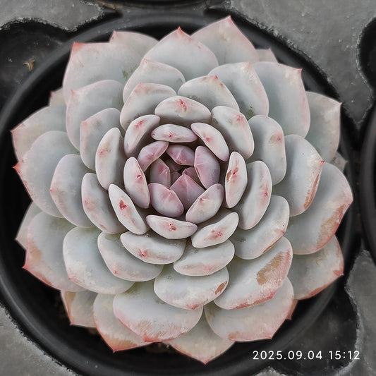 MMY608 ジェイドモンロー （9cm pot）
