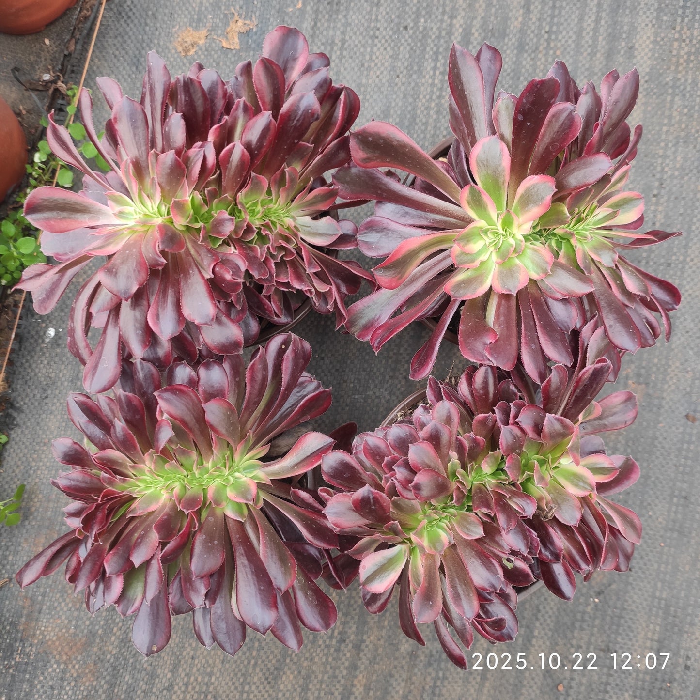 BC038 メドゥーサー綴化（12cm pot）