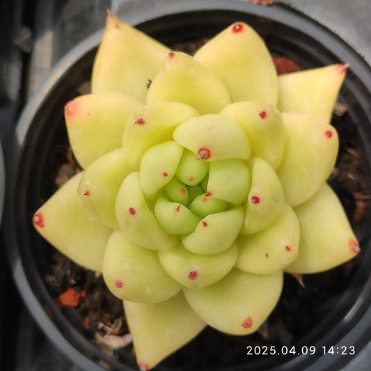 YBB217 ゴールドマリア（9cm pot）