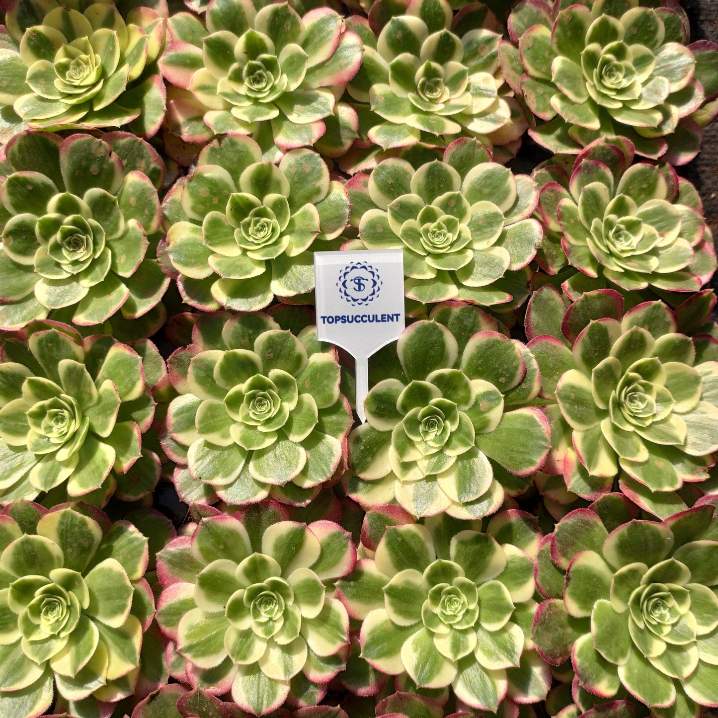 24613 ウォーター　ムーン