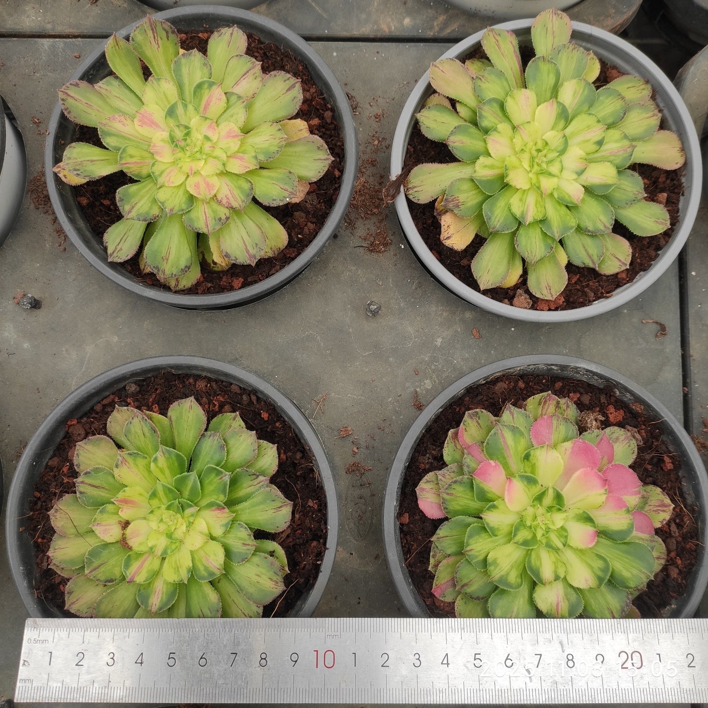 12007 ノー（7cm pot）