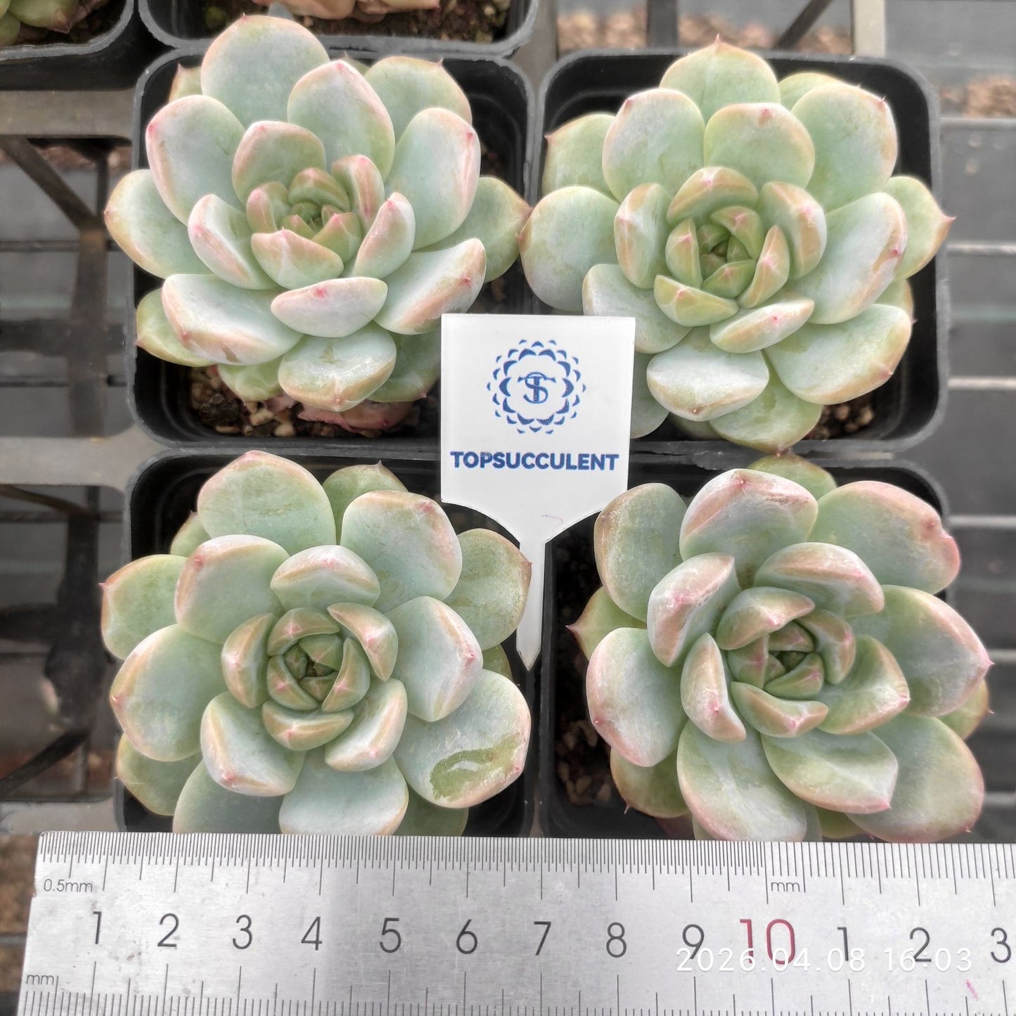 361375 グリーン パール