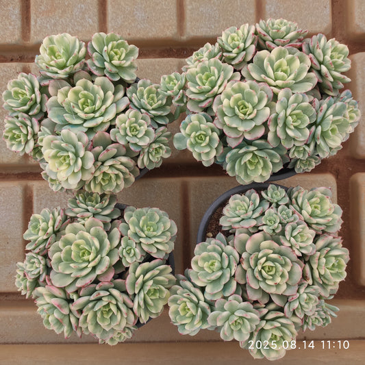 YS277 ディレン錦（12cm pot）