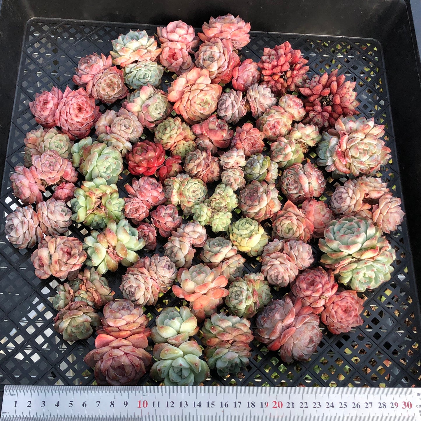 BL2121-014 ミックス苗