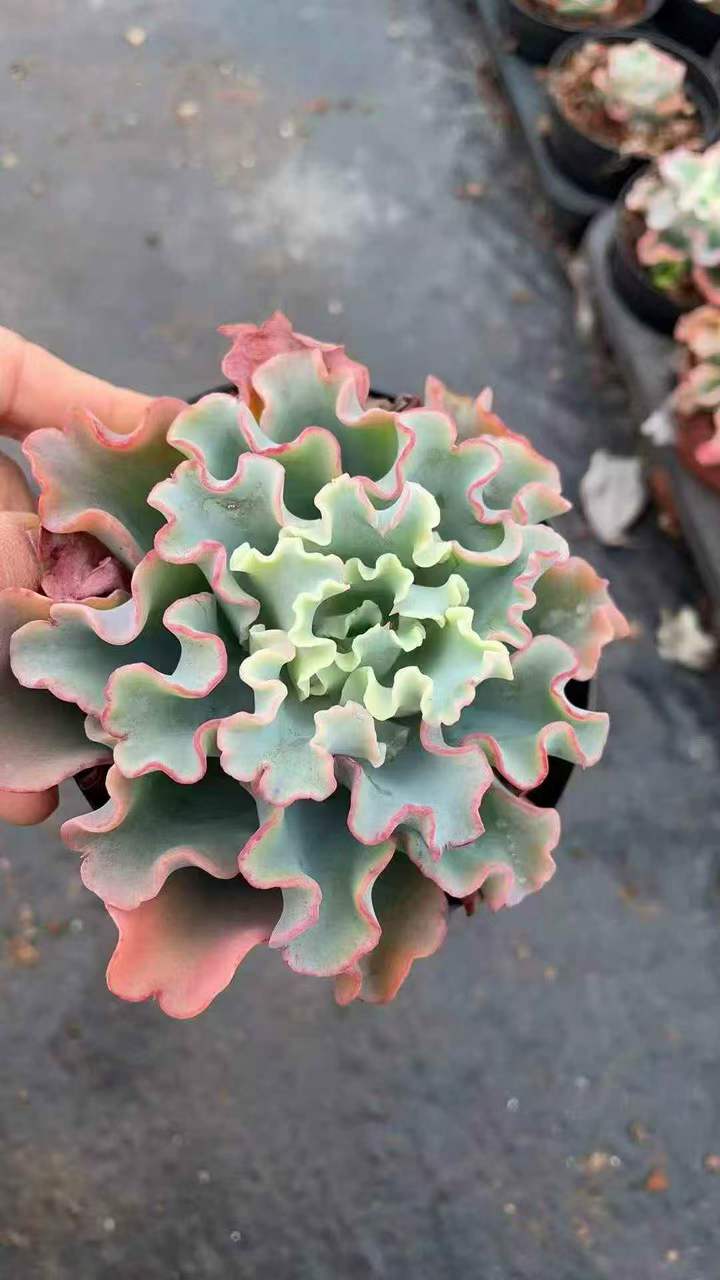 262791 アクエリアス