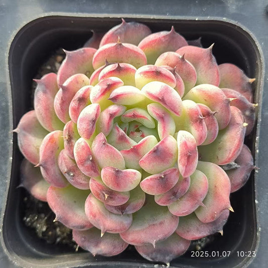 RDD230 マーシェル （6.5cm pot）