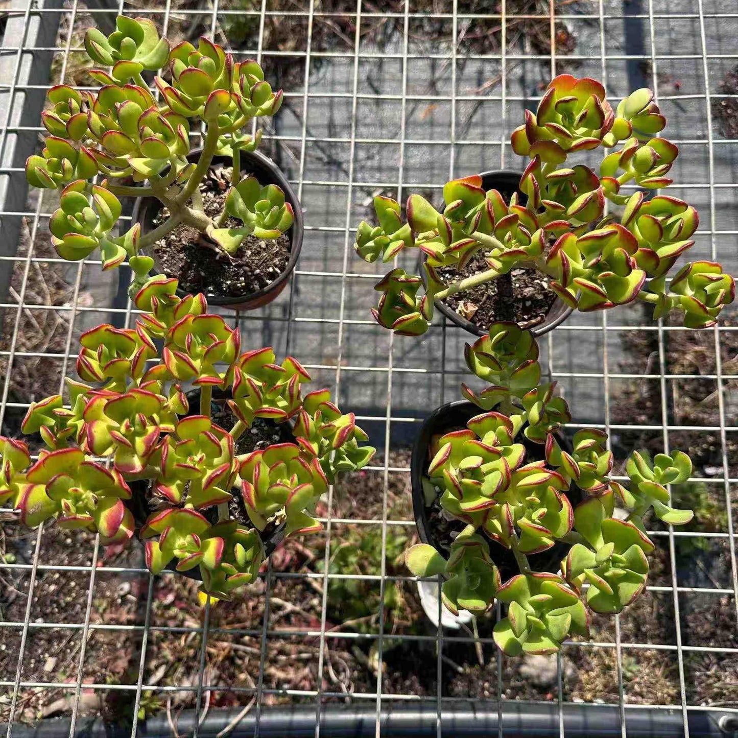 360051 セダム デンドロイデウム