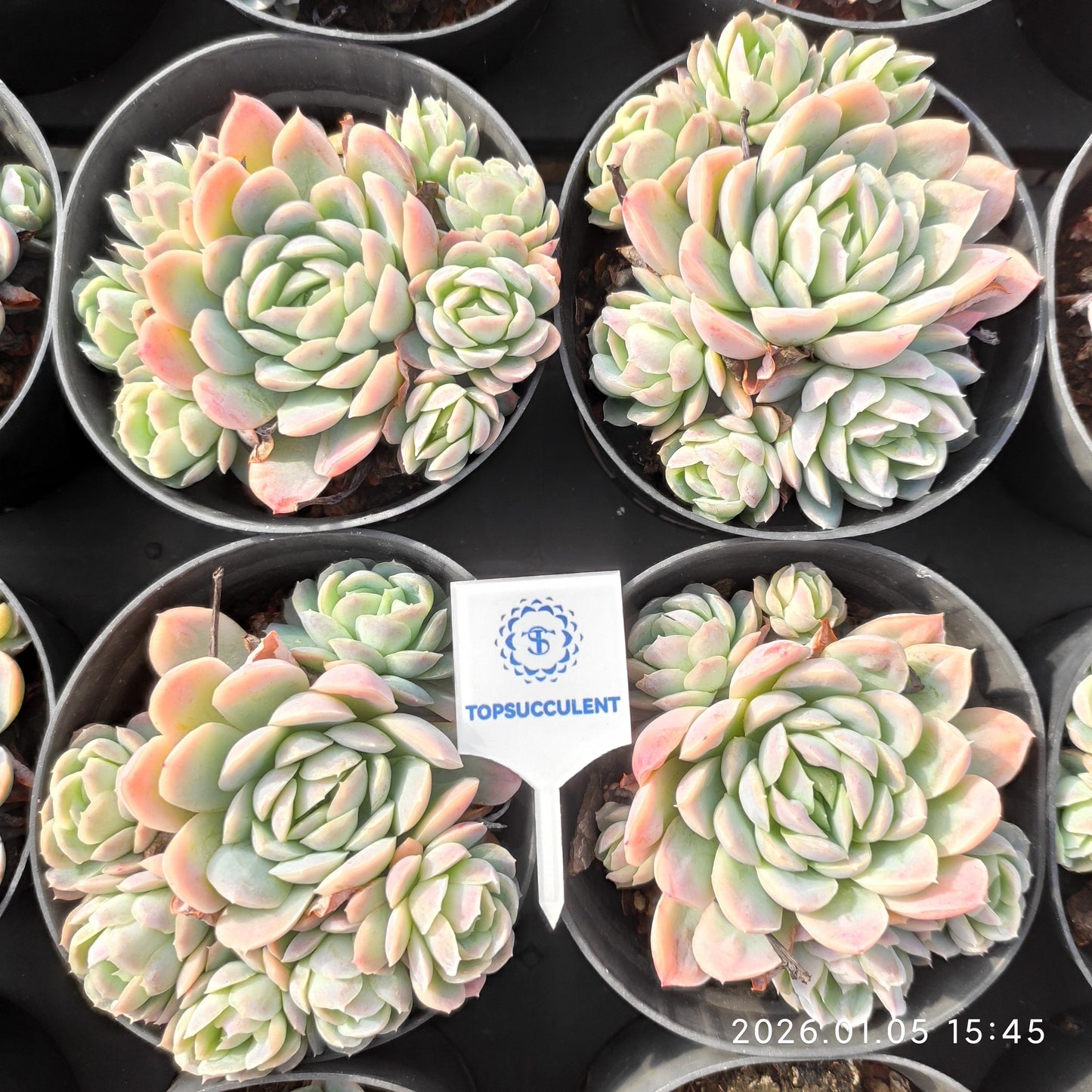 24317 アイス ポイント