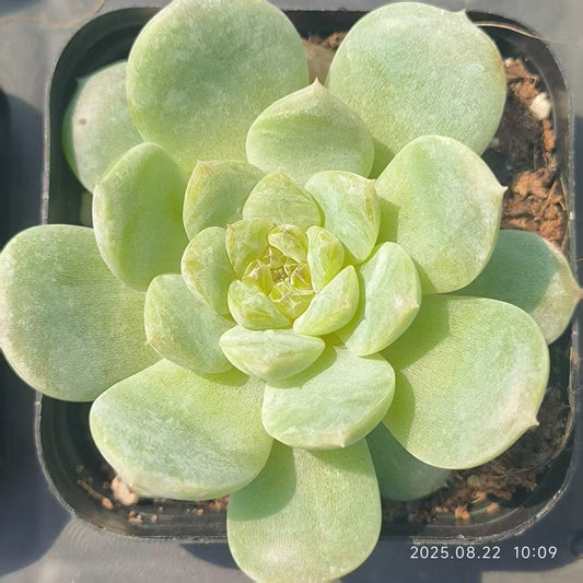 LYC182 シュガークリスタル（6.5cm pot）